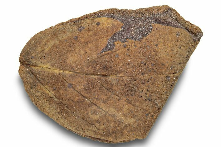 Fossil Leaf (Rhamnus?) Nodule - Hell Creek Formation #253048